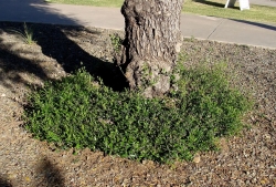Netzarim - Mediterranean Olive (Olea europaea) basal suckers (Ariz St U)